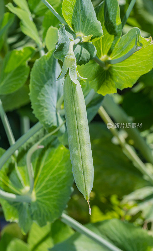 豌豆是一种豆类、蔬菜或饲料作物，但这个词通常指的是这种开花植物的种子，有时也指豆荚，以前是“豌豆”，有人提议将该物种重新命名为Lathyrus oleraceus。圣罗莎，索诺玛县，